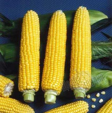 Семена кукурузы Тести Свит F1