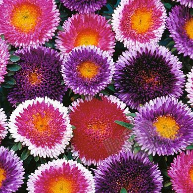 Насіння квітів айстри Помпон Хай-Ноу-Мару, 1 г., суміш