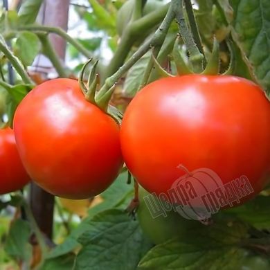 Насіння томату (помідора) Джина (Імперія Насіння), 5 г