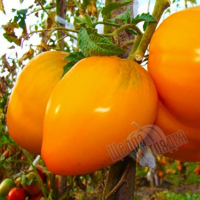 Семена томата (помидора) Бычье сердце золотой, 0,1 г