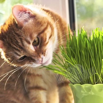 Насіння зелені для котів Мурка, 10 г