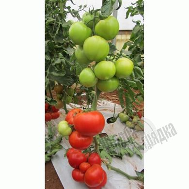 Насіння томату (помідора) Ель Гордо F1