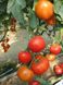 Насіння томату (помідора) Ель Гордо F1