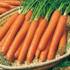 Насіння моркви Смирна