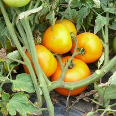 Семена томата (помидора) Свит Сан F1, 10 шт