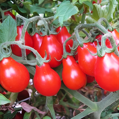 Насіння томату (помідора) Китайська грушка червона, 0,1 г