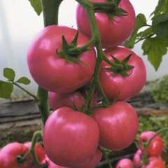 Семена томата (помидора) Сиберите 916 F1
