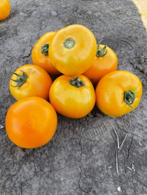 Семена томата (помидора) Свит Сан F1, 10 шт