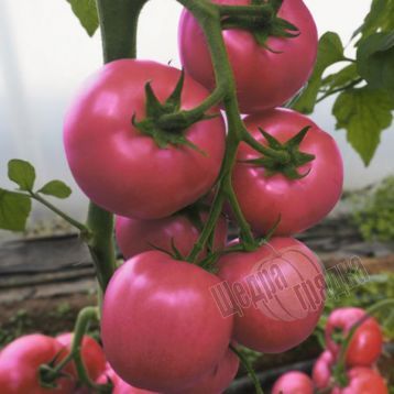 Насіння томату (помідора) Сиберіте 916 F1