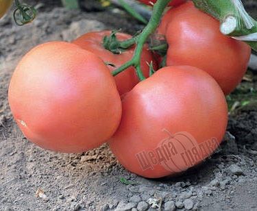 Насіння томату (помідора) Сиберіте 916 F1