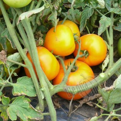 Насіння томату (помідора) Світ Сан F1, 10 шт