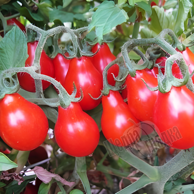 Насіння томату (помідора) Китайська грушка червона, 0,1 г