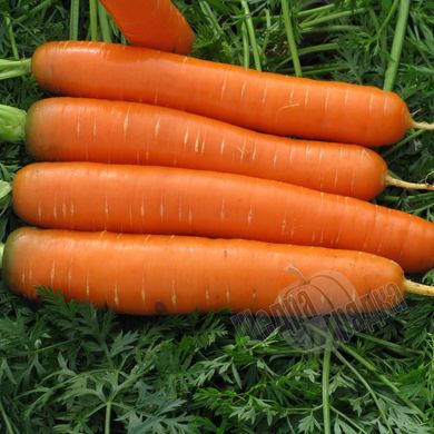 Семена моркови Смирна