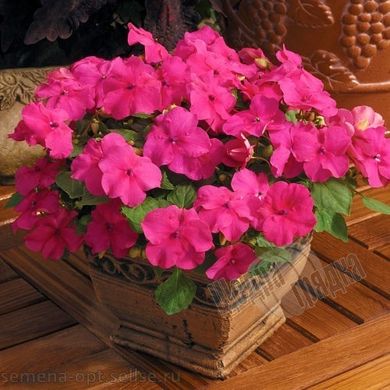 Насіння квітів бальзаміну Баланс F1, 100 шт, рожевий