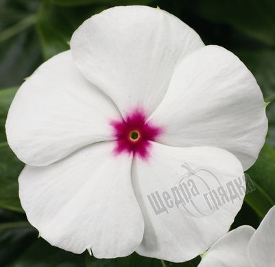 Семена цветов катарантуса (барвинка) СанШторм F1, 100 шт, белый с глазком