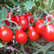 Семена томата (помидора) Китайская грушка красная, 0,1 г