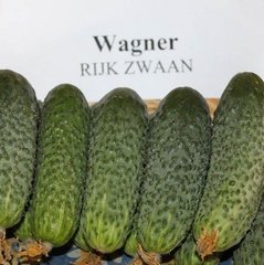 Насіння огірка Вагнер F1, 1000 шт