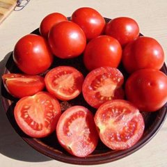 Насіння томату (помідора) Толстой F1, 1000 шт