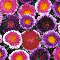Семена цветов астры Помпон Хай-Ноу-Мару, 5 г., смесь