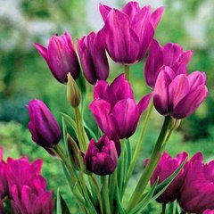 Луковицы тюльпана Пурпл Букет (Purple Bouquet), 2 шт.