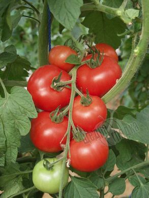 Насіння томату (помідора) Малік F1