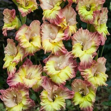 Цибулини гладіолуса RUFFLED Волієр Фрізл (Voliere Frizzle), 2 шт.