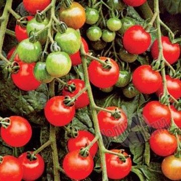 Насіння томату (помідора) Стромболіно (UG 205) F1, 20 шт
