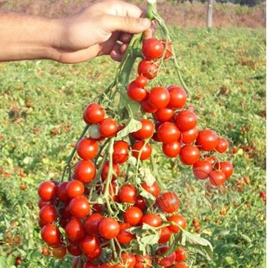 Насіння томату (помідора) Стромболіно (UG 205) F1