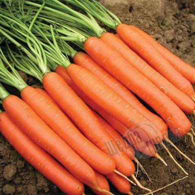 Насіння моркви Нантес, 3 г