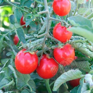 Семена томата (помидора) Стромболино (UG 205) F1, 20 шт