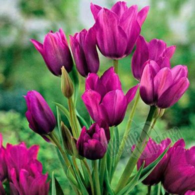 Цибулини тюльпана Пурпл Букет (Purple Bouquet), 2 шт.