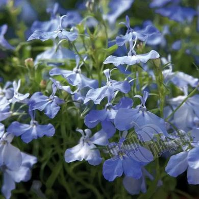Насіння квітів лобелії Палац, 1000 шт. (мультидраже), небесно-синій