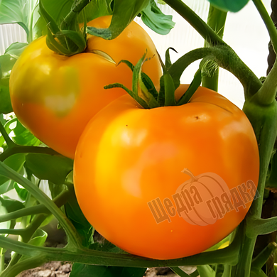 Семена томата (помидора) Апельсин, 0,3 г.