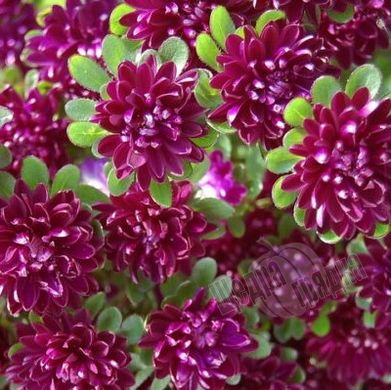 Насіння квітів айстри Трубадур, 1 г., пурпуровий