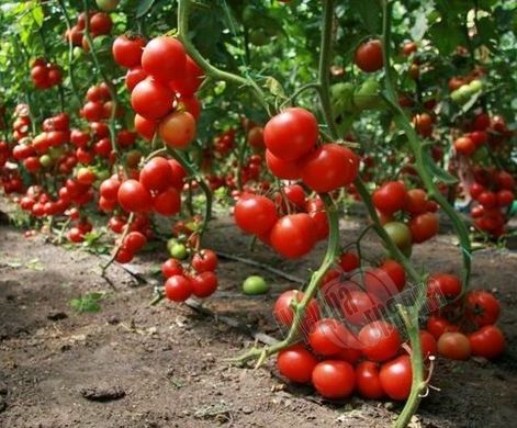 Семена томата (помидора) Толстой F1, 0,05 г