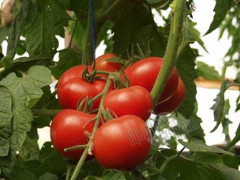 Семена томата (помидора) Малик F1