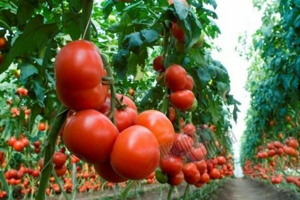 Насіння томату (помідора) Толстой F1, 0,05 г