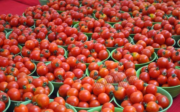 Насіння томату (помідора) Толстой F1, 1000 шт