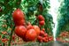 Насіння томату (помідора) Толстой F1, 0,05 г
