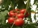 Семена томата (помидора) Малик F1