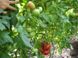 Насіння томату (помідора) Антінея F1