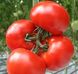Семена томата (помидора) Антинея F1