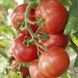 Насіння томату (помідора) Антінея F1