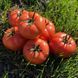 Семена томата (помидора) Пинк Хит F1, 5 шт