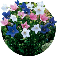 Семена цветов платикодона