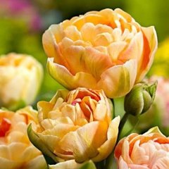 Луковицы тюльпана Чарминг Бьюти (Charming Beauty), 2 шт.