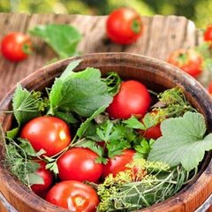 Насіння томату (помідора) Бінг F1