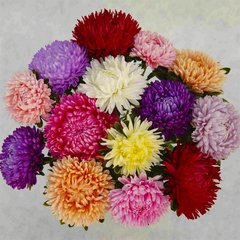 Насіння квітів айстри Леді Корал, 20 шт, суміш