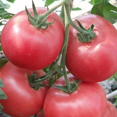 Насіння томату (помідора) Пінк Харт F1, 50 шт