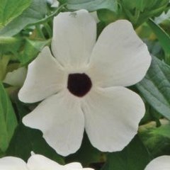 Семена цветов тунбергии крылатой Сюзанна, 50 шт, белый с глазком